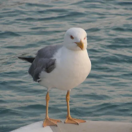 Appartamento Mareblu *